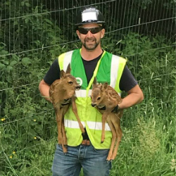  Baby deer reunited with mother by construction team at Dunsbury Industrial Park