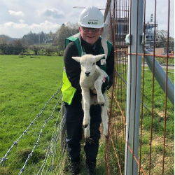 Construction man turns gamekeeper to save trapped lamb on £30 million campus